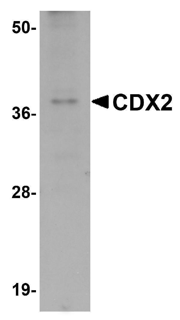 a00877 1 cdx2 primary antibodies wb testing 1