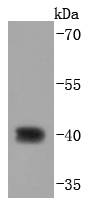 Western blot analysis of CDX2 on AGS cells lysates using anti-CDX2 antibody at 1/1,000 dilution