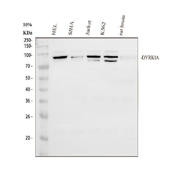 a00878 1 dyrk1a primary antibodies wb testing 1_2