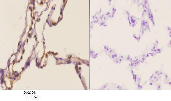 a00878 dyrk1a primary antiboties ihc testing 3