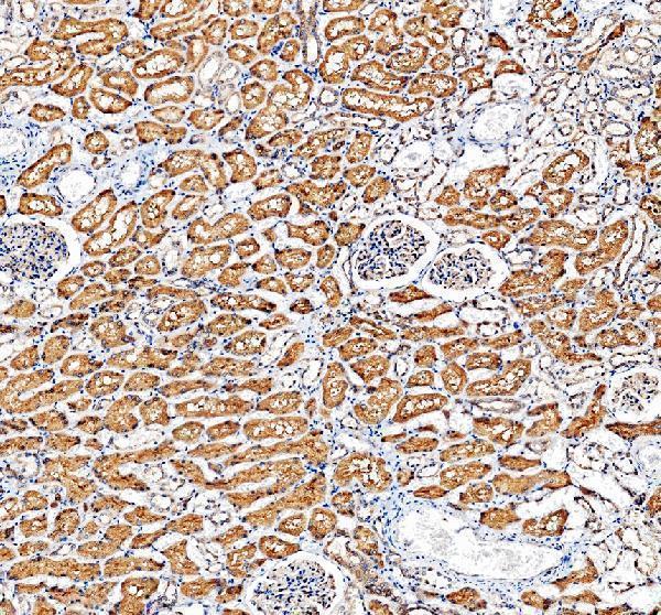IHC analysis of WNT4 using anti-WNT4 antibody (A00879)