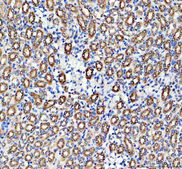 IHC analysis of WNT4 using anti-WNT4 antibody (A00879)