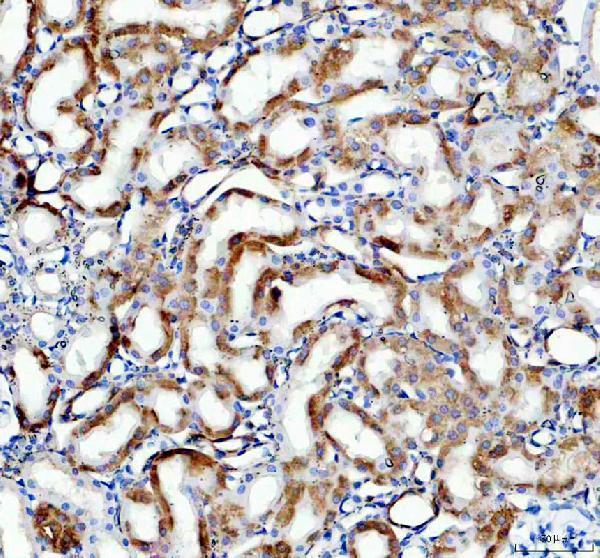 a00879 wnt4 primary antibodies ihc testing 3