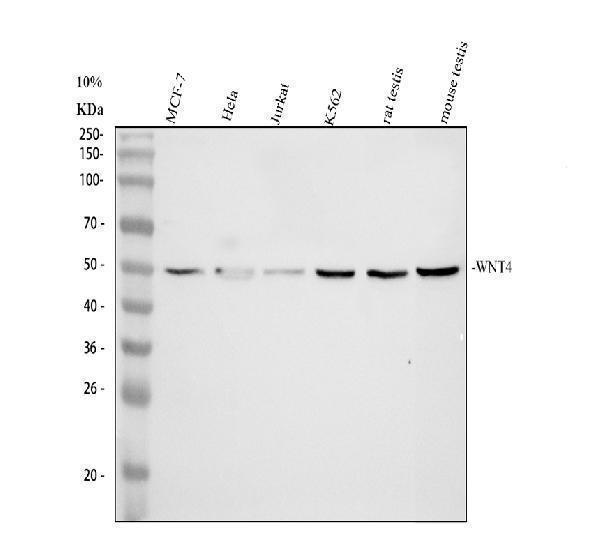 Western blot analysis of WNT4 using anti-WNT4 antibody (A00879)