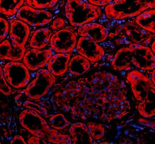 a00880 2 myh9 primary antibodies if testing 1