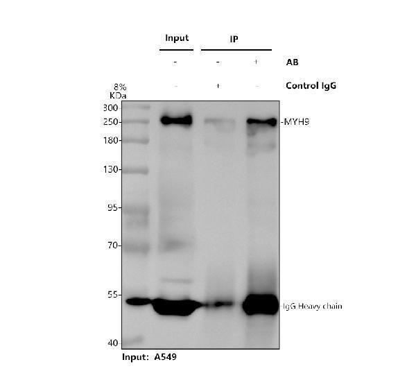 a00880 2 myh9 primary antibodies ip testing 1