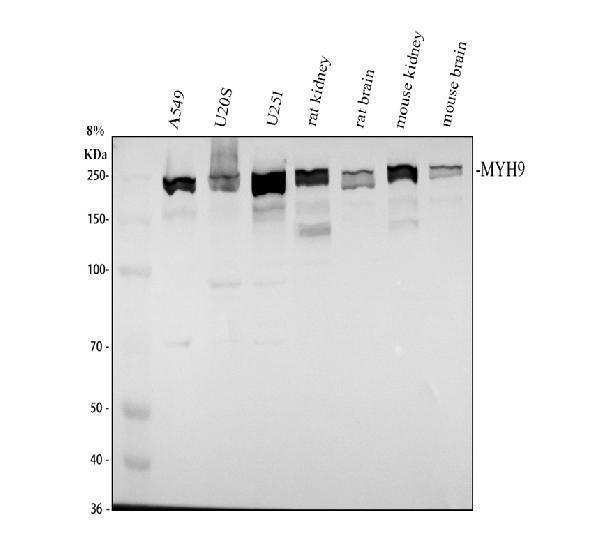 Western blot analysis of MYH9 using anti-MYH9 antibody (A00880-2)