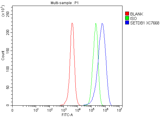Flow Cytometry analysis of HeLa cells using anti-SETDB1 antibody (A00881-3)
