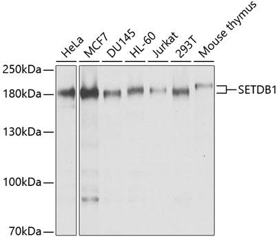 a00881 setdb1 primary antiboties wb testing 1