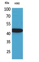 Western blotting validation for Anti-Fractalkine CX3CL1 Antibody A00882
Western Blot (WB) analysis of K562 cells using Fractalkine polyclonal antibody