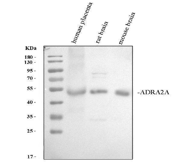 Western blot analysis of ADRA2A using anti-ADRA2A antibody (A00883-3)