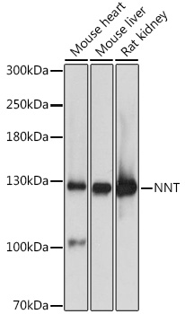 a00887 nnt primary antiboties wb testing 1