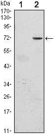 a00888 gfi1 primary antibodies wb testing 1