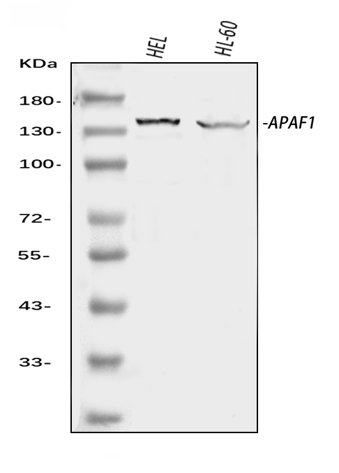  Western blot analysis of APAF1 using anti-APAF1 antibody (A00889-2)