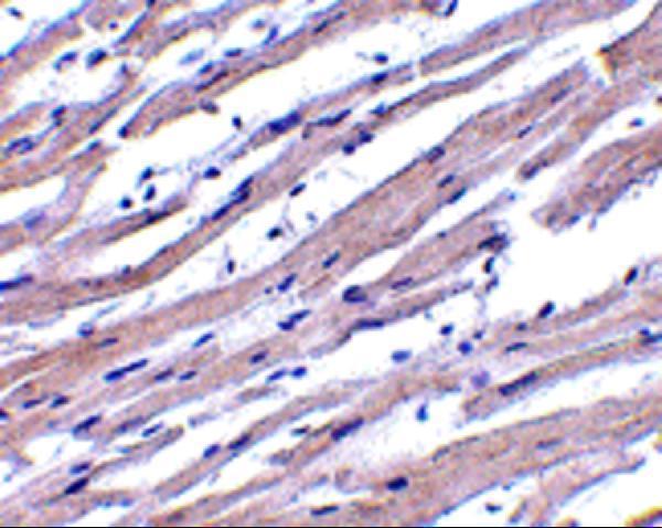 a00889 apaf1 primary antibodies ihc testing 2