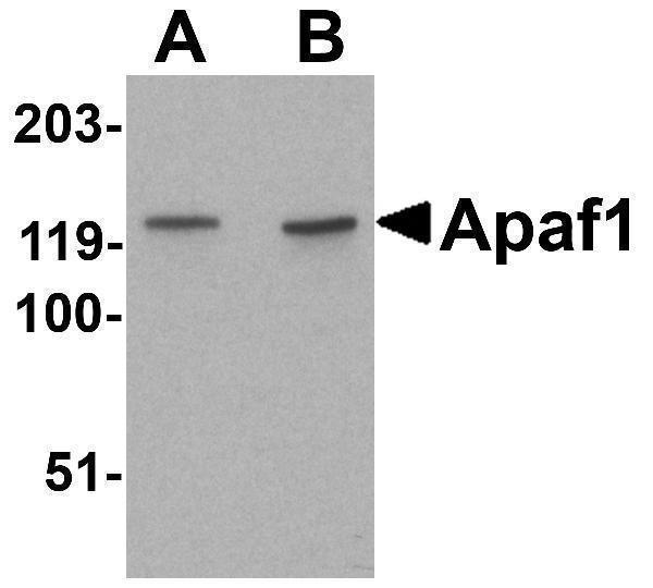a00889 apaf1 primary antibodies wb testing 1