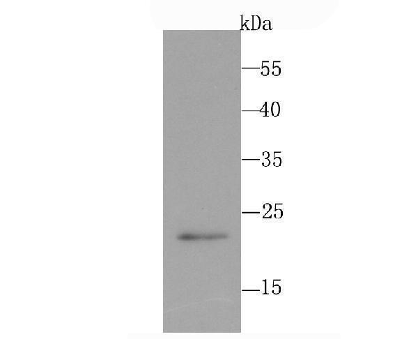a00890 1 pmp22 primary antiboties wb testing 1