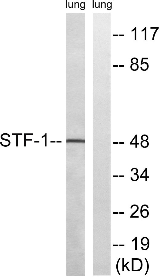 a00891 1 nr5a1 primary antibodies wb testing 2