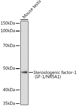 Western blot analysis of extracts of Mouse testis, using Steroidogenic factor-1   antibody  at 1:1000 dilution