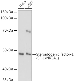 Western blot analysis of extracts of various cell lines, using Steroidogenic factor-1   antibody  at 1:1000 dilution