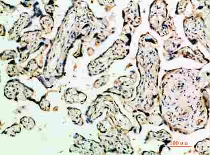 a00892 tgfb2 primary antibodyes ihc testing 4
