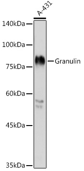 a00893 grn primary antiboties wb testing 1