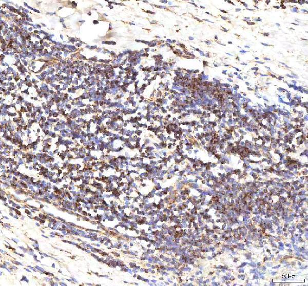 a00894 2 calr primary antibodies ihc testing 10