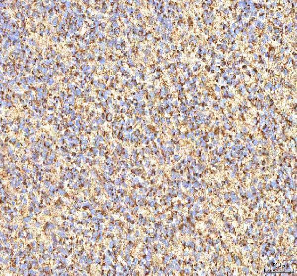 a00894 2 calr primary antibodies ihc testing 4