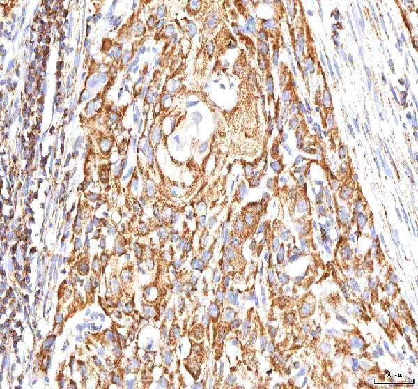 a00894 2 calr primary antibodies ihc testing 9