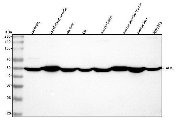  Western blot analysis of Calreticulin/CALR using anti-Calreticulin/CALR antibody (A00894-2)