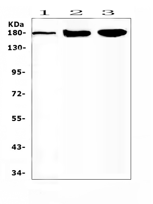 a00895 1 sur1 primary antibodies wb testing 1
