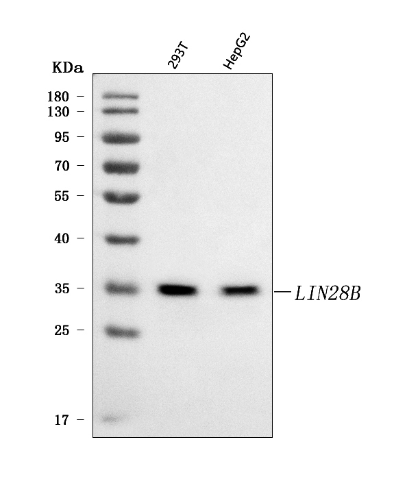 a00896 1 lin28b primary antibodies wb testing 1