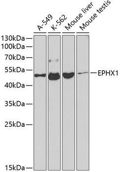 Western blot analysis of extracts of various cell lines, using EPHX1 antibody  at 1:1000 dilution