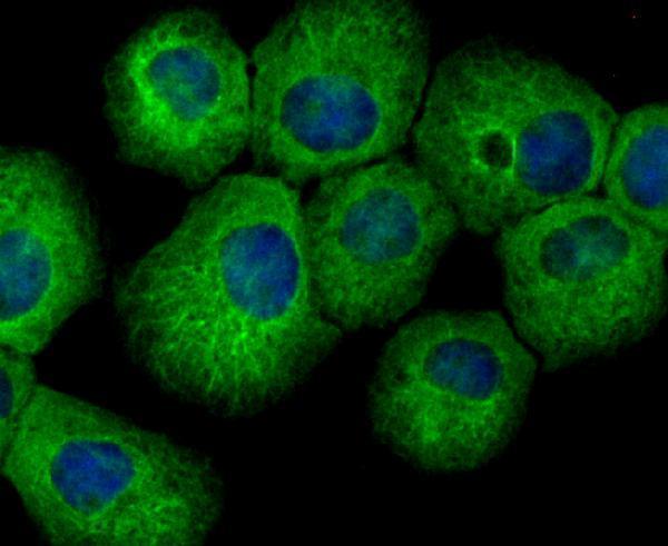 ICC staining hUPF1 in A431 cells (green)