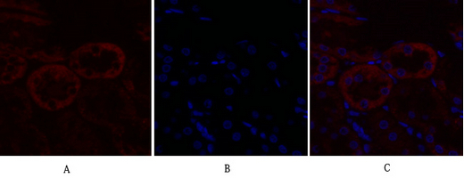 Immunofluorescence analysis of rat-kidney tissue