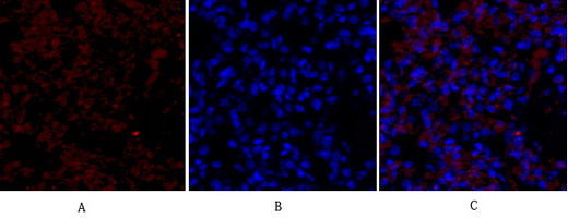 a00901 1 kdr primary antibodies if testing 7