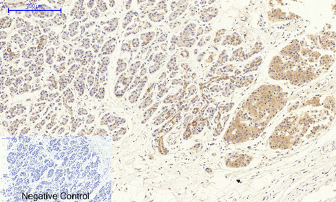 a00901 1 kdr primary antibodies ihc testing 4