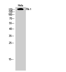 Western Blot analysis of Hela cells using Flk-1 Polyclonal Antibody diluted at 1:1000