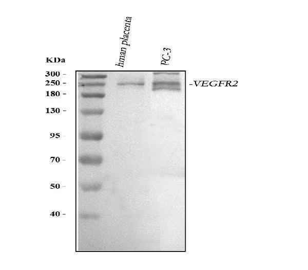 a00901 2 vegfr2 primary antibodies wb testing 1