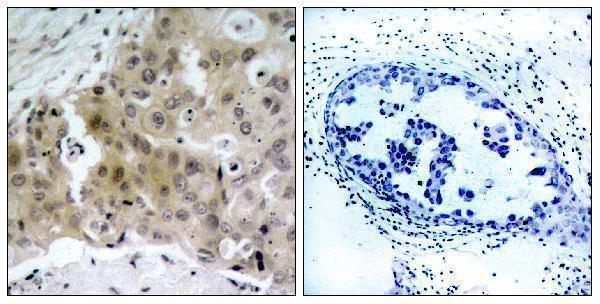 a00901y1175 1 kdr primary antibodies ihc testing 1