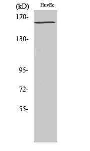 a00901y1175 1 kdr primary antibodies wb testing 2