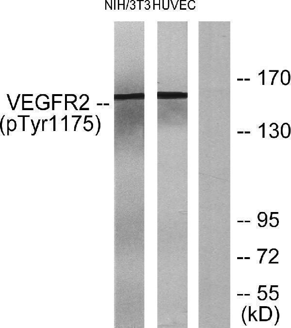 a00901y1175 1 kdr primary antibodies wb testing 3