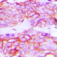 a00901y1214 kdr primary antiboties ihc testing 2