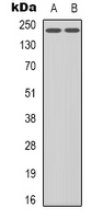a00901y1214 kdr primary antiboties wb testing 1