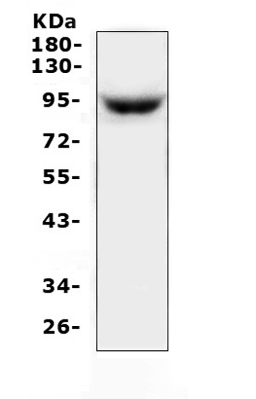 a00902 1 map3k20 primary antibodies wb testing 1