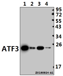a00904 1 atf3 primary antiboties wb testing 1