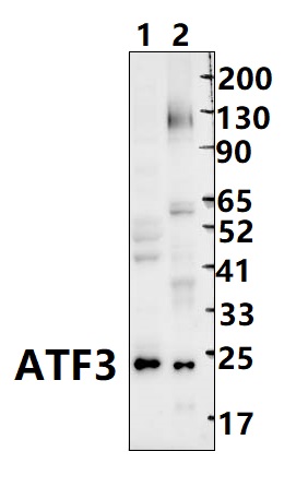 a00904 1 atf3 primary antiboties wb testing 3