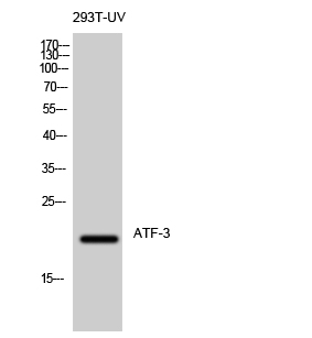 a00904 2 atf3 primary antibodies wb testing 2