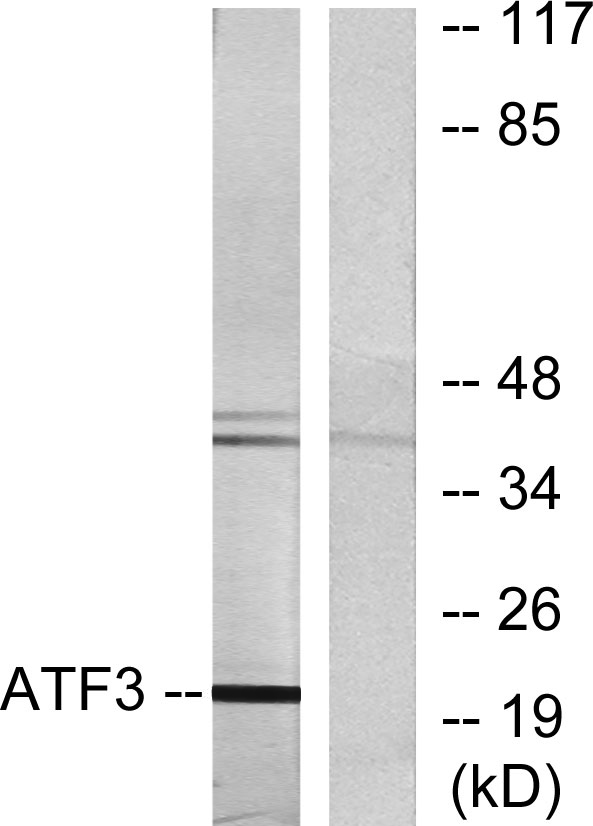 a00904 2 atf3 primary antibodies wb testing 3