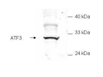 a00904 atf3 primary antibodies wb testing 1_1